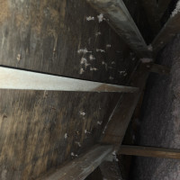 Attic mold - Edmonton, Alberta project photo